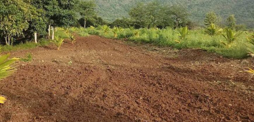 Organic Farm land for sale in Periyakulam
