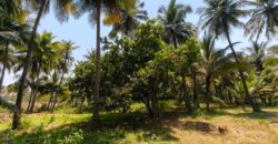 Coconut farm for sale in butlagundu Coconut farm for sale in butlagundu