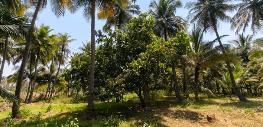 Coconut farm for sale in butlagundu