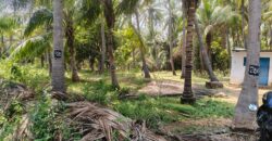Coconut farm for sale in butlagundu Coconut farm for sale in butlagundu