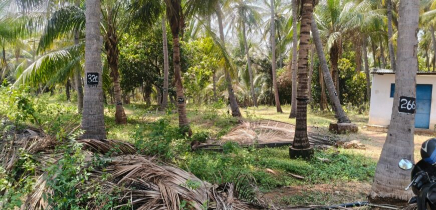 Coconut farm for sale in butlagundu