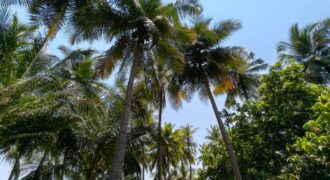 Coconut farm for sale in butlagundu Coconut farm for sale in butlagundu