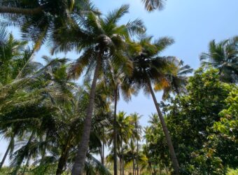 Coconut farm for sale in butlagundu Coconut farm for sale in butlagundu