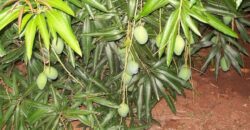 Agriculture Farm land for sale in Theni District Agriculture Farm land for sale in Theni District