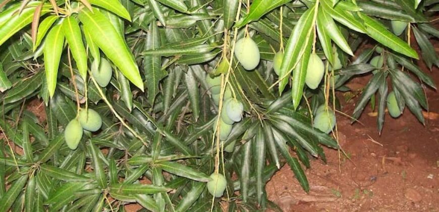 Agriculture Farm land for sale in Theni District