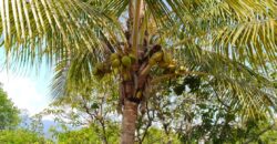 Mango Farm for Sale in Theni District Mango Farm for Sale in Theni District