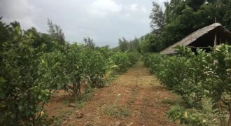 Agriculture Farm land for sale in Theni District Agriculture Farm land for sale in Theni District