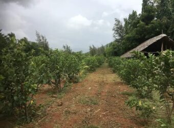 Agriculture Farm land for sale in Theni District Agriculture Farm land for sale in Theni District