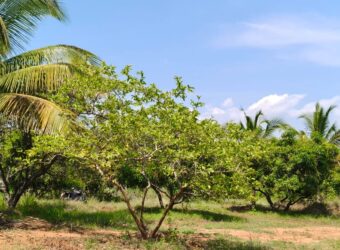Mango Farm for Sale in Theni District Mango Farm for Sale in Theni District