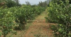 Agriculture Farm land for sale in Theni District Agriculture Farm land for sale in Theni District
