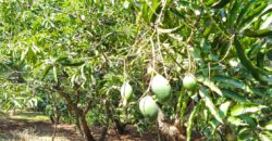 Mango Farm for Sale in Theni District Mango Farm for Sale in Theni District