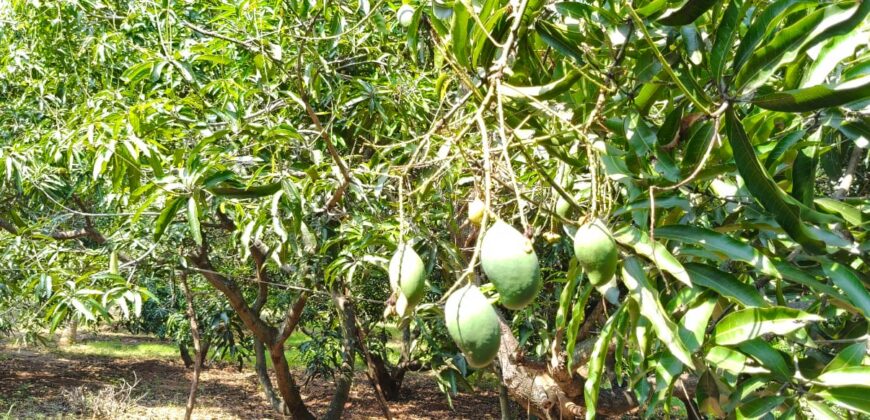 Mango Farm for Sale in Theni District