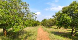 Mango Farm for Sale in Theni District Mango Farm for Sale in Theni District