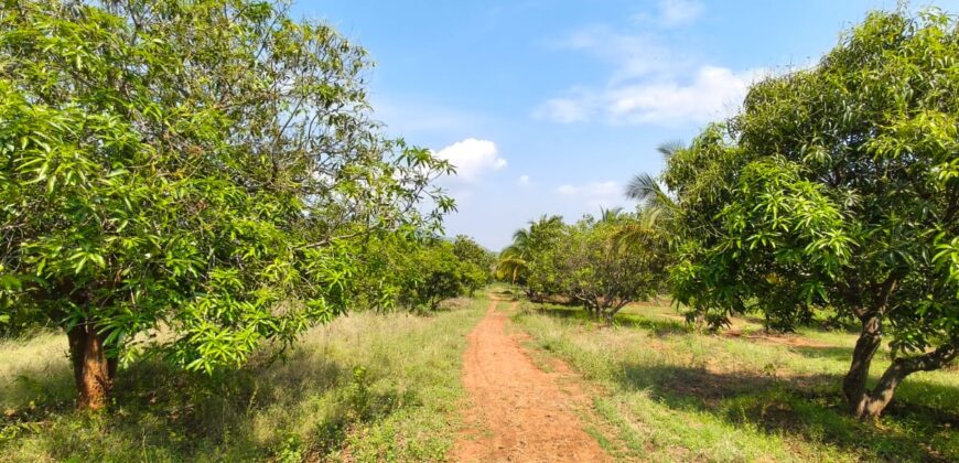 Mango Farm for Sale in Theni District