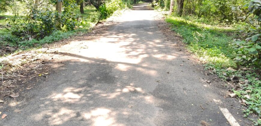 Mango Farm for Sale in Theni District