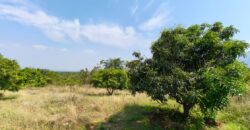 Mango Farm for Sale in Theni District Mango Farm for Sale in Theni District