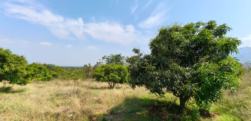 Mango Farm for Sale in Theni District