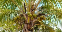 Mango Farm for Sale in Theni District Mango Farm for Sale in Theni District