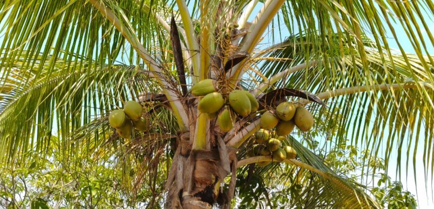 Mango Farm for Sale in Theni District