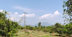 Mango Farm for Sale in Theni District Mango Farm for Sale in Theni District