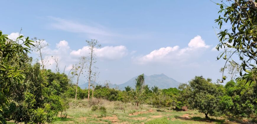 Mango Farm for Sale in Theni District