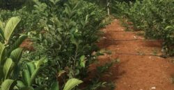 Agriculture Farm land for sale in Theni District Agriculture Farm land for sale in Theni District