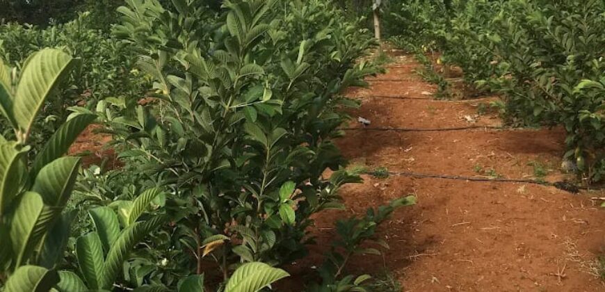 Agriculture Farm land for sale in Theni District