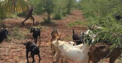 Agriculture Farm land for sale in Theni District Agriculture Farm land for sale in Theni District