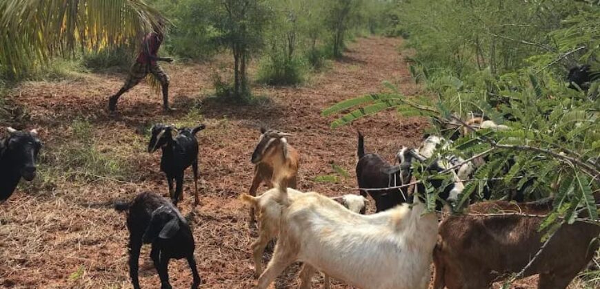 Agriculture Farm land for sale in Theni District