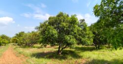 Mango Farm for Sale in Theni District Mango Farm for Sale in Theni District