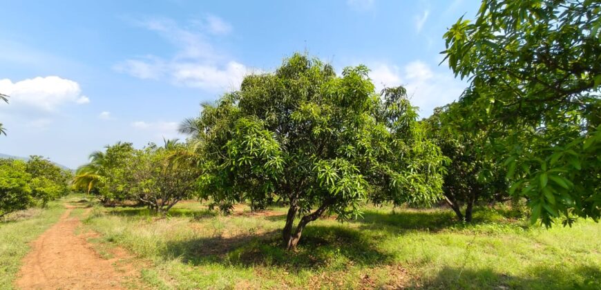 Mango Farm for Sale in Theni District